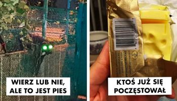 20 zabawnych rzeczy, które robią zwierzaki, kiedy myślą, że nikt na nie nie patrzy