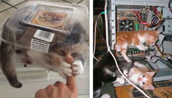 30 zdjęć kotów w miejscach, w których nigdy nie powinny się znaleźć