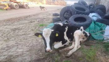Istna makabra na wsi w Dolnym Śląsku. Zagłodzona i połamana krowa leżała obok kupy śmieci