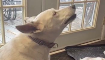 Głuchy pies, który nigdy nie słyszał szczekania, wymyśla swój własny sposób mowy