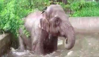 Pracownicy wrocławskiego ZOO zarejestrowali niecodziennie zachowanie słonia podczas ulewy