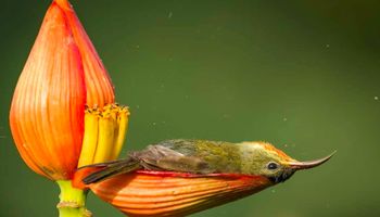 Malutki ptaszek używa płatek kwiatu jako swoją prywatną wannę