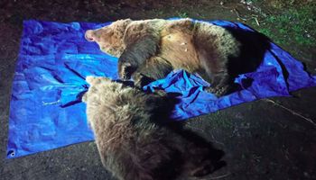 Tragiczna śmierć dwóch niedźwiedzi w Tatrach. Zastrzelono mamę i jej dziecko