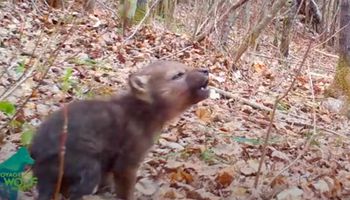 Leśna kamera zarejestrowała niezwykły materiał z udziałem malutkiego wilka