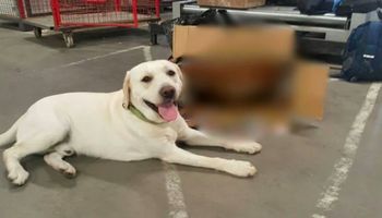 Labradorowi Ares udało się wykryć ogromną przesyłkę szajki przemytniczej