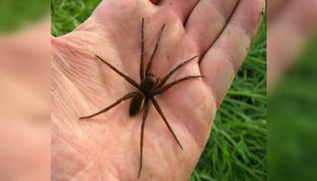 5 największych pająków występujących w Polsce. Osiągają imponujące rozmiary