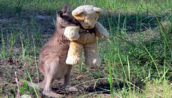 Osierocony kangurek czule przytula się do pluszowego misia. Maluch wypadł z torby mamy