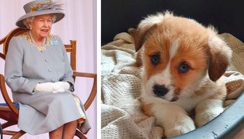 Królowa Elżbieta otrzymała w prezencie nowego psa. „Jest całkowicie zachwycona!”