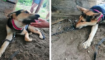 Właścicielka wyjechała i zostawiła psa bez opieki. Krótki łańcuch wrzynał się w jego szyję