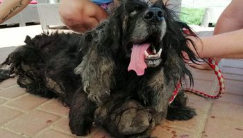 Woj.zachodnio-pomorskie: Skrajnie zaniedbany pies odebrany właścicielom. Dźwigał 2,5-kg pancerz