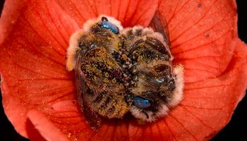 Para śpiących pszczół przytulała się do siebie na jednym kwiatku. Niesamowite ujęcia