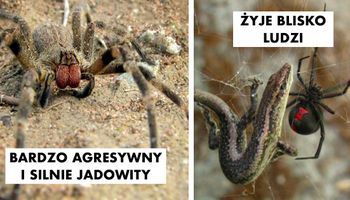 10 śmiertelnie niebezpiecznych pająków. Jeśli zobaczysz któregoś z nich, to natychmiast uciekaj
