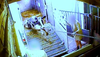 Wyciekł wstrząsający filmik ukazujący, jak traktowane są zwierzęta w jednym z zakładów mięsnych