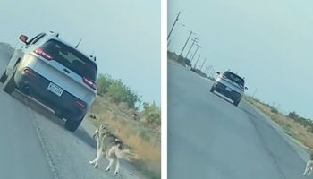 Zrozpaczony husky biegnie za samochodem swojej rodziny. Wyrzucili go z auta na środku drogi