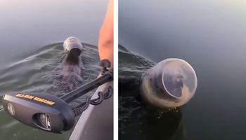 Łowili ryby. Nagle zauważyli niedźwiedzia z głową uwięzioną w plastikowym słoiku