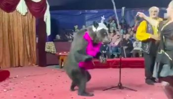 Niedźwiedź rzuca się na swoją treserkę w czasie występu. Przerażające nagranie