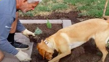 Pies niczym ogrodnik. Sprytny psiak stał się gwiazdą Internetu