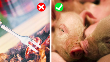 13 powodów, dla których świnie zamiast na talerzach, powinny znaleźć się w naszych sercach