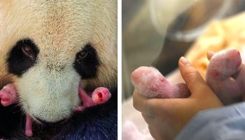 Wielkie wydarzenie w francuskim ZOO. Na świat przyszły dwie malutkie pandy bliźniaczki