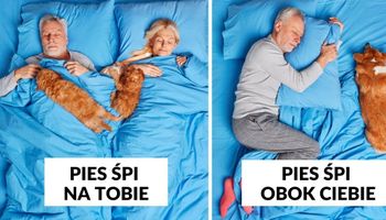 10 pozycji, w których śpi Twój pies. Zdradza wtedy co myśli o Waszej relacji