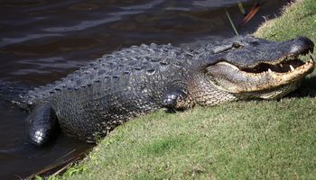 74-letnia kobieta uratowała psa z paszczy ogromnego aligatora. „W tamtej chwili nie myślałam”