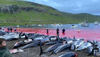 W tym roku rzeź delfinów bardziej krwawa niż kiedykolwiek. Pobito wszelkie rekordy