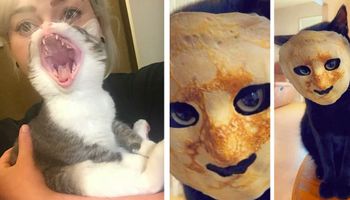 25 najlepszych zdjęć kotów znalezionych w Internecie
