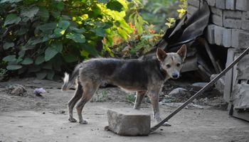 Mieszkaniec wsi Suchowola pobił psa tak makabrycznie, że zwierzak musiał zostać uśpiony