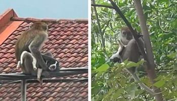 Dzika małpa porwała małego szczeniaczka i przetrzymywała go jako zakładnika