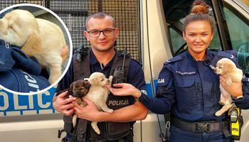 Policjanci uratowali i przygarnęli 3 małe szczeniaczki, które ktoś porzucił w kartonie