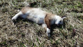 W jednej z polskich wsi grasuje morderca kotów! Zabił już kilkanaście futrzaków