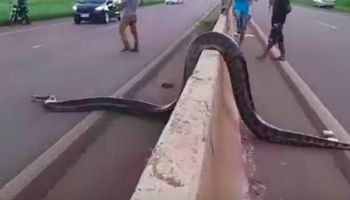 Gigantyczny wąż na autostradzie! Droga jest całkowicie zablokowana