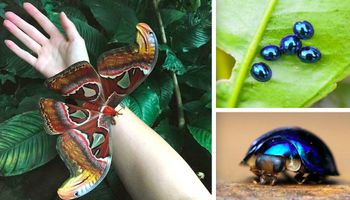 40 spektakularnych robaków i owadów, które sprawią, że spojrzysz na nie zupełnie innym okiem