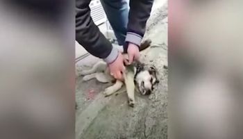[Wideo] Reanimacja szczeniaka na ulicy. Maluch zadławił się kawałkiem jedzenia