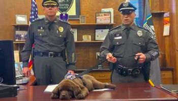 Leniwy pies policyjny przesypia całą ceremonię zaprzysiężenia. Filmik z imprezy to jakiś hit
