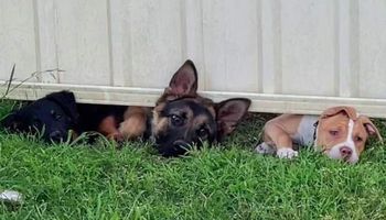 Trzy wścibskie psiaki wsunęły nosy pod płot, aby przywitać się ze swoim nowym sąsiadem