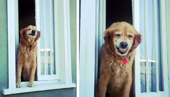 Pies, który każdego dnia wita swoich sąsiadów szerokim uśmiechem. Każdemu poprawi humor