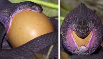 Wąż rzuca się na ptasie jajo i połyka je w całości. Jajo było dużo większe od jego głowy!
