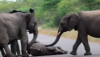 Mały słonik upadł na drogę. To niesamowite, jak zareagowały pozostałe słonie ze stada