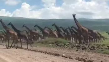 Niesamowicie rzadkie zjawisko uchwycone na wideo. Przez drogę przeszło gigantyczne stado żyraf