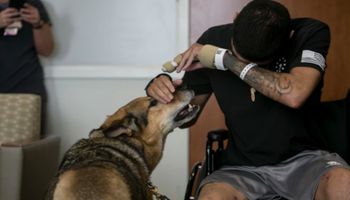 Spotkanie żołnierza i jego psa wojskowego wywołuje łzy rozpaczy. Obydwaj przeżyli piekło