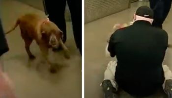 Pies wojskowy zostaje rozdzielony ze swoim opiekunem. 2 lata później słyszy, jak woła jej imię