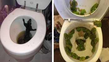 13 przerażających stworzeń, które ludzie znaleźli w swoich toaletach