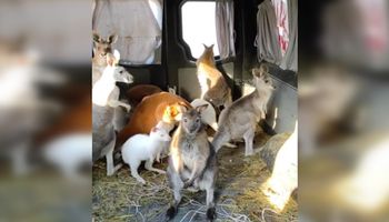 Udało się ewakuować 10 kangurów z ZOO w Charkowie. „Były całkowicie przerażone”