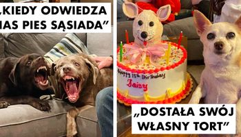 19 zwierzaków, które są specjalistami w poprawianiu ludziom humoru