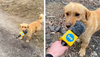 Filmik polskiego korespondenta z Ukrainy rozczulił internautów. Psy ukradły mu mikrofon