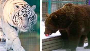 ZOO w Charkowie jest bliskie podjęcia bolesnej decyzji o zabiciu lwów, tygrysów i niedźwiedzi