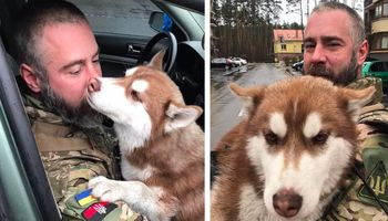 Husky, który zaginął podczas ostrzału w Buczy, został znaleziony przez ukraińskiego żołnierza
