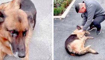 Emerytowany pies policyjny płacze, gdy ponownie spotyka swojego byłego przewodnika