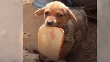 Znaleźli na ulicy chorego pieska. „Trzymał kawałek chleba i chciał się nim z nami podzielić”